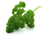 PARSLEY CURLY BUNCH